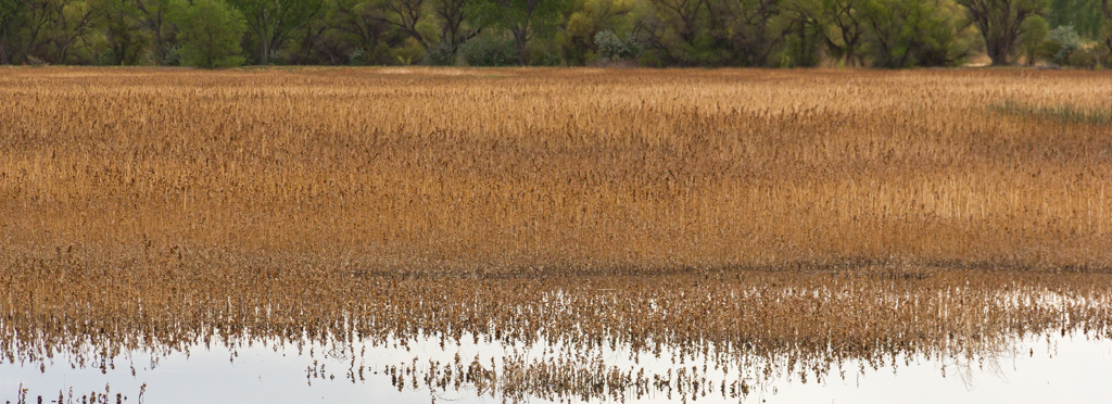 Cattail Marsh by Mike Patterson