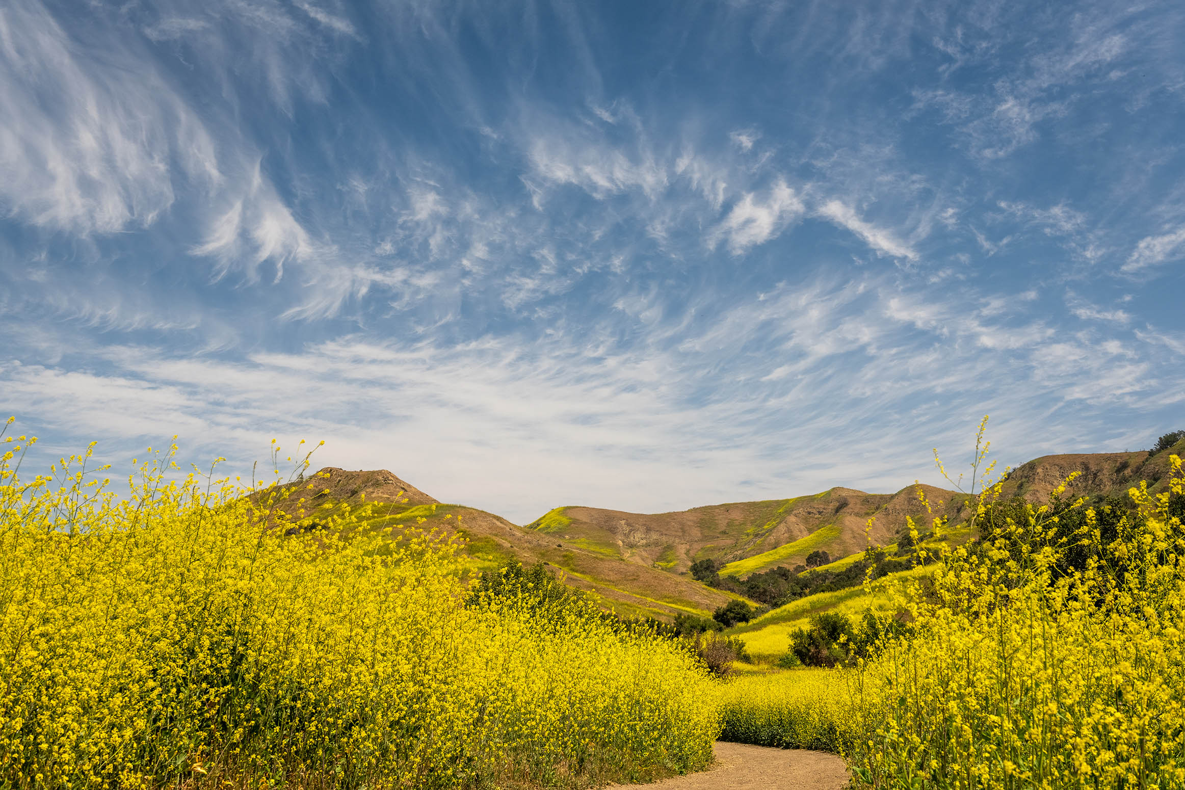 Booming Black Mustard at Chino Hills State Park, CA by John Zhu