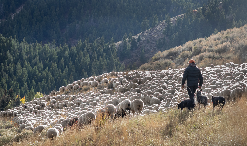 Driving the Herd by Mike Patterson