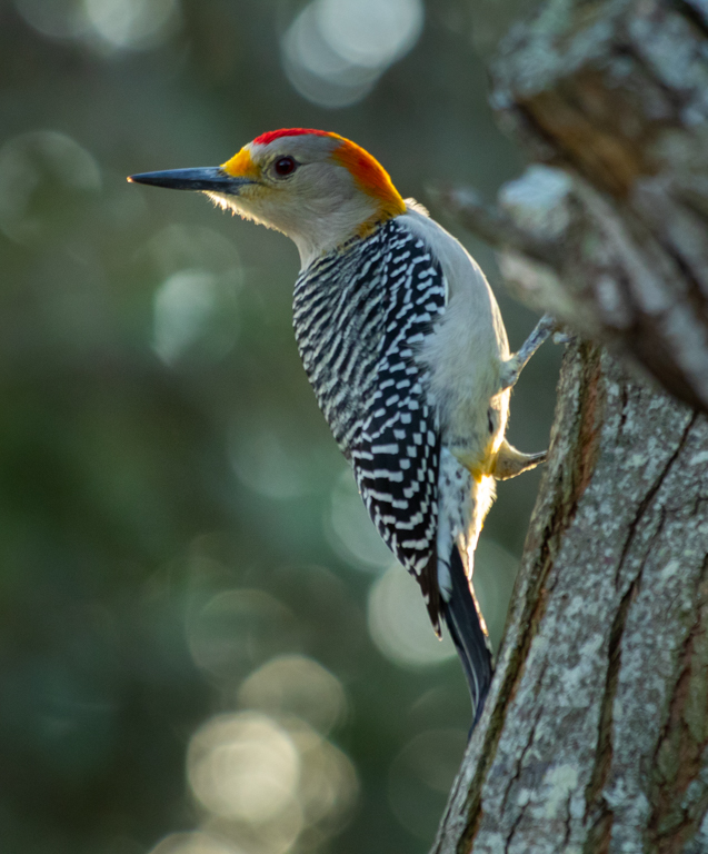 Golden-Fronted Woodpecker by Mike Patterson