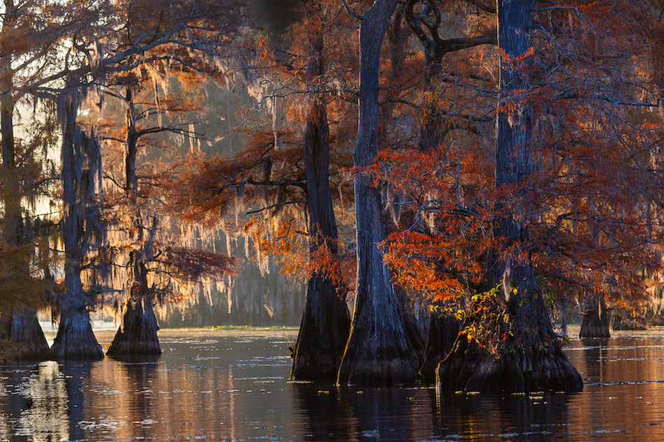 Golden Hour Cypress Forest by Spring Zhang