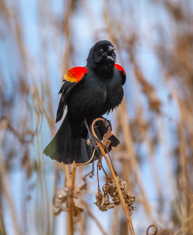 Red-Winged Blackbird by Mike Patterson