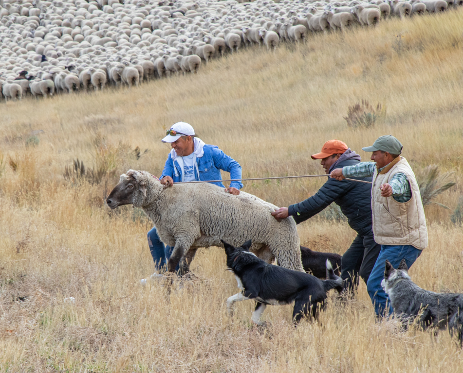 Separating the Ram by Mike Patterson