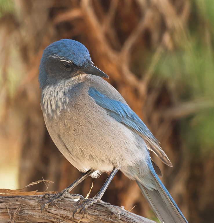 Stellar Jay