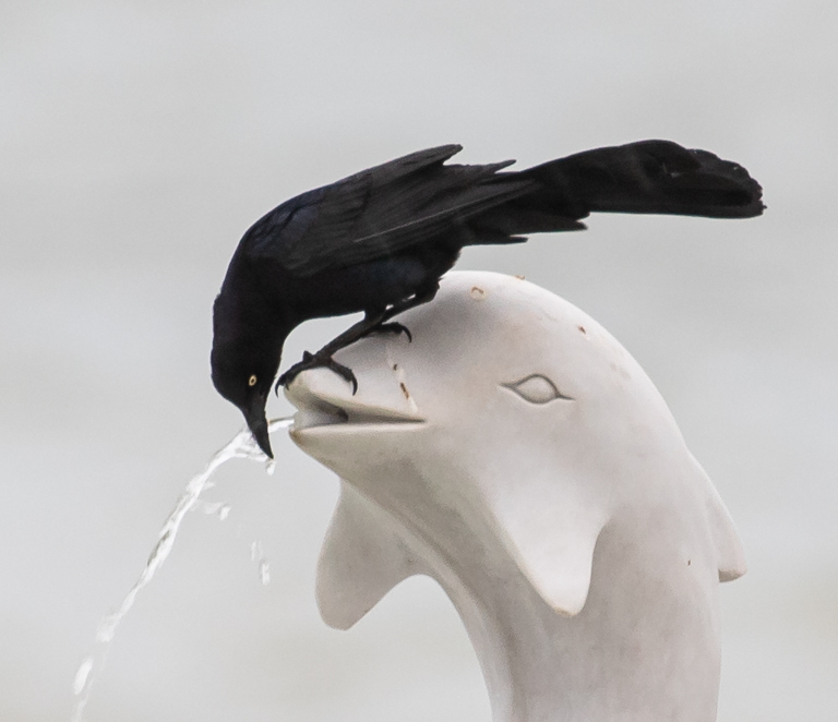 Thirsty Grackle by Mike Patterson