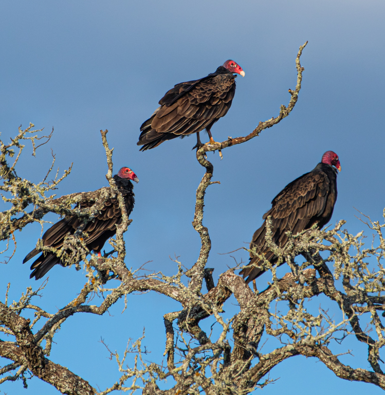 A Three Vulture Hangout by Mike Patterson