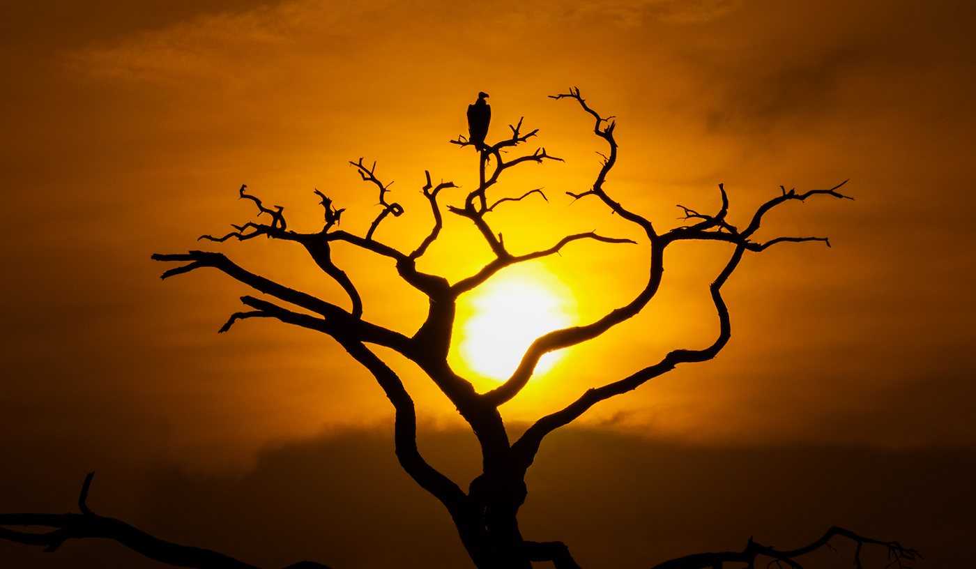 Vulture at Sunset by Spring Zhang