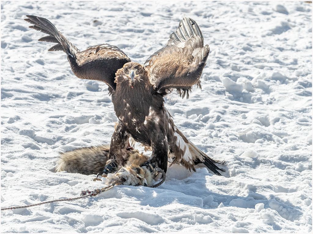Golden Eagle Hunter with Dummy Prey by Dr Isaac Vaisman, PPSA