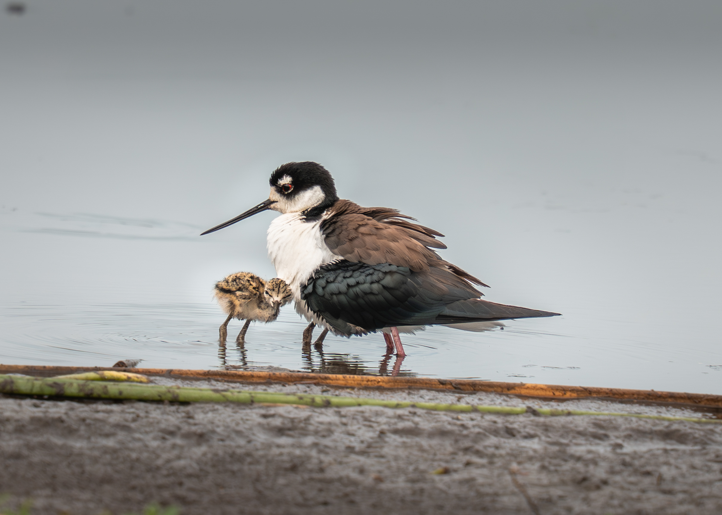 Black-Necked Stilts by Richard Goldenberg