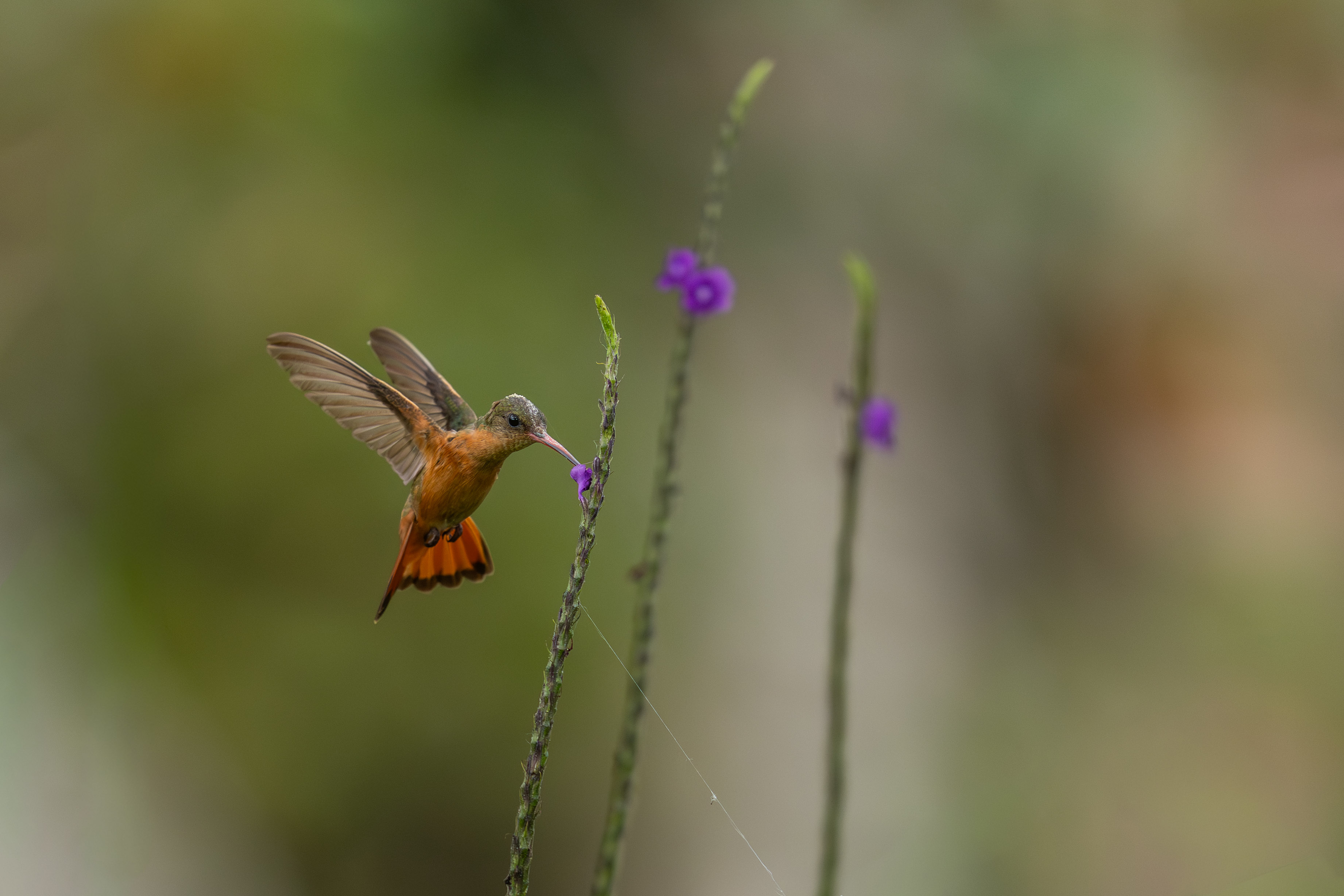 Rufous-Tailed Hummingbird by Richard Goldenberg