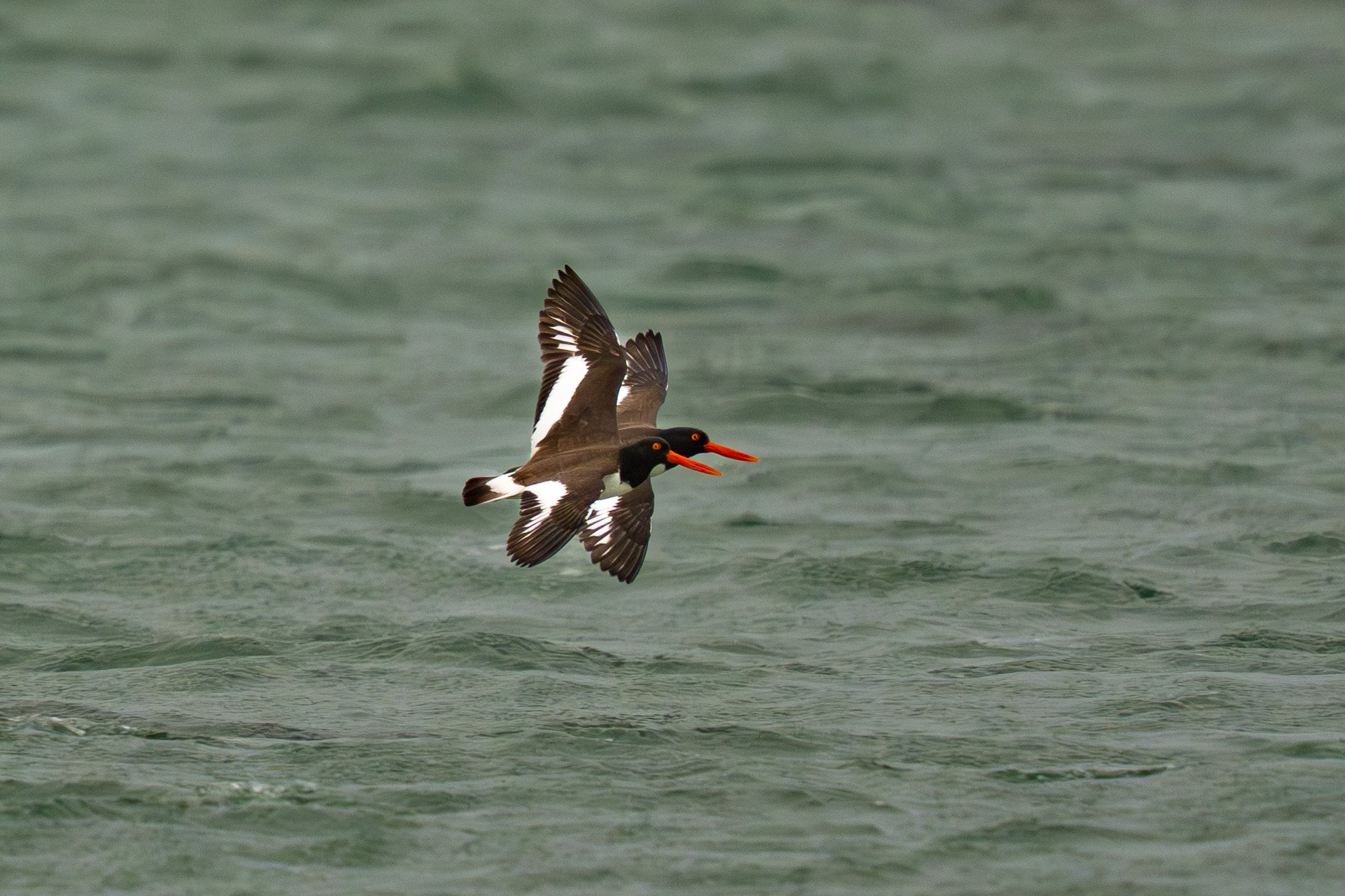 Oystercatchers Return by Richard Goldenberg
