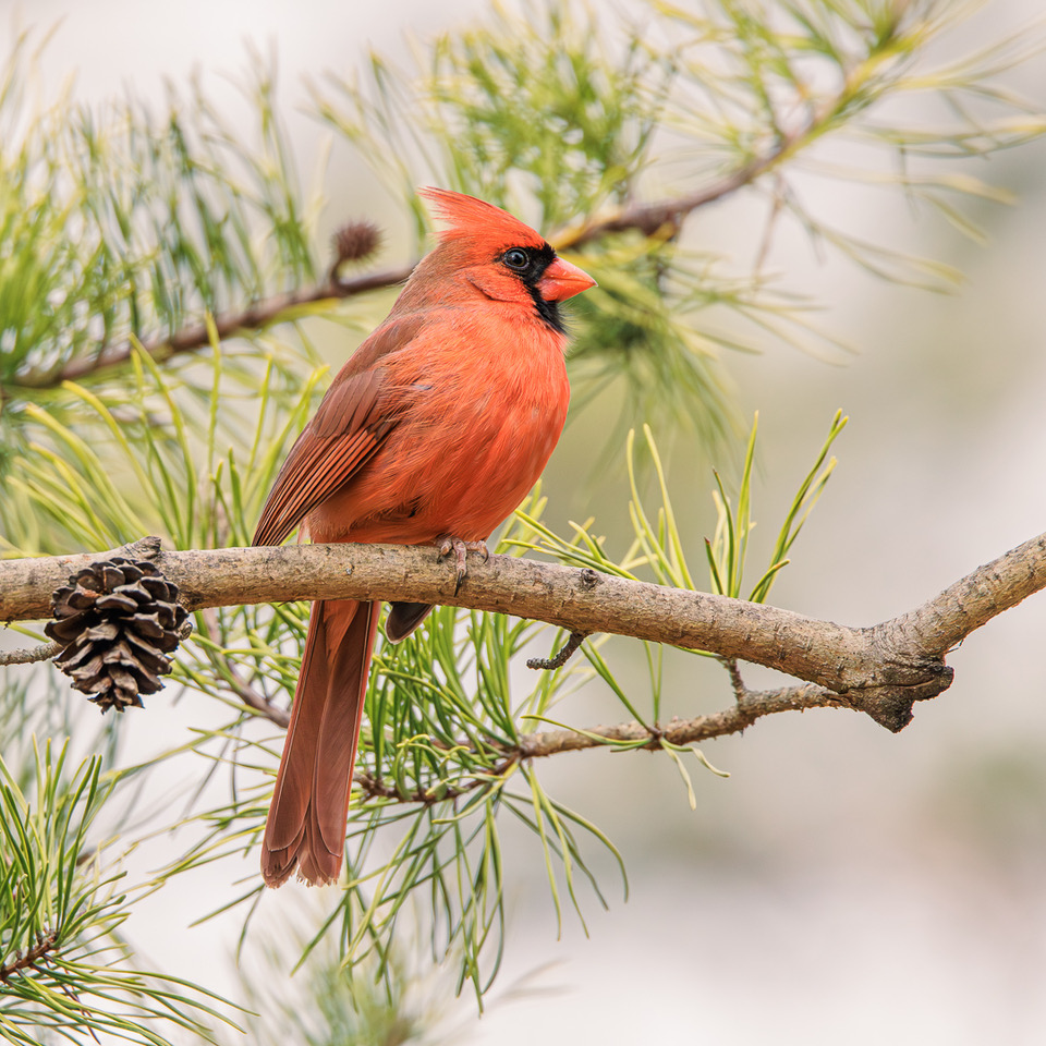 A Robin's Pine Retreat by Barbara Gore