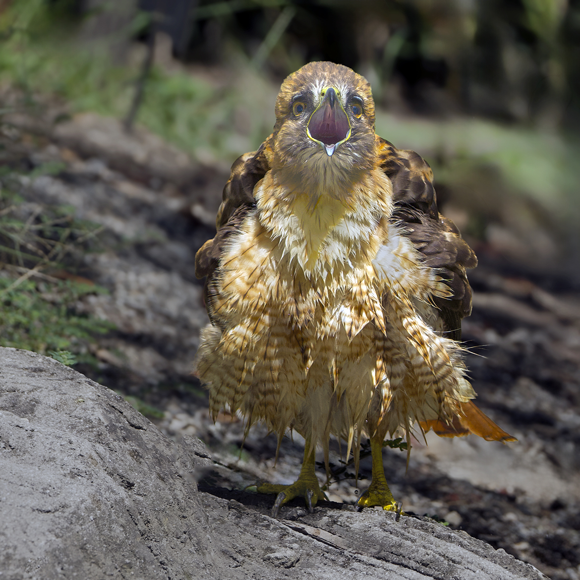 A Wet and Emotional Red-Tailed Hawk by Maria Small