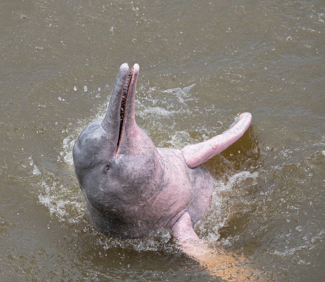 Amazon Pink Dolphin by Adrian Binney