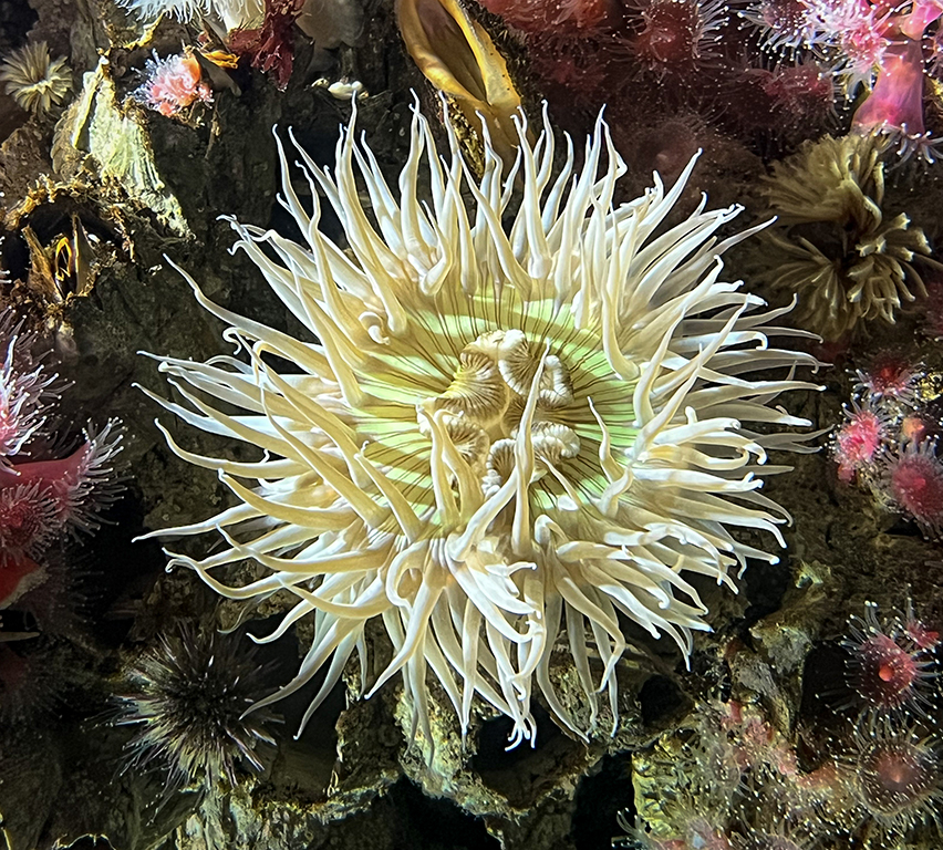 Anemone by Dr. Isaac Vaisman
