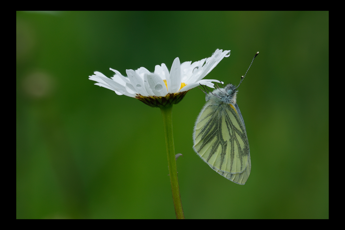 April 2026 - Maria Mazo, PPSA