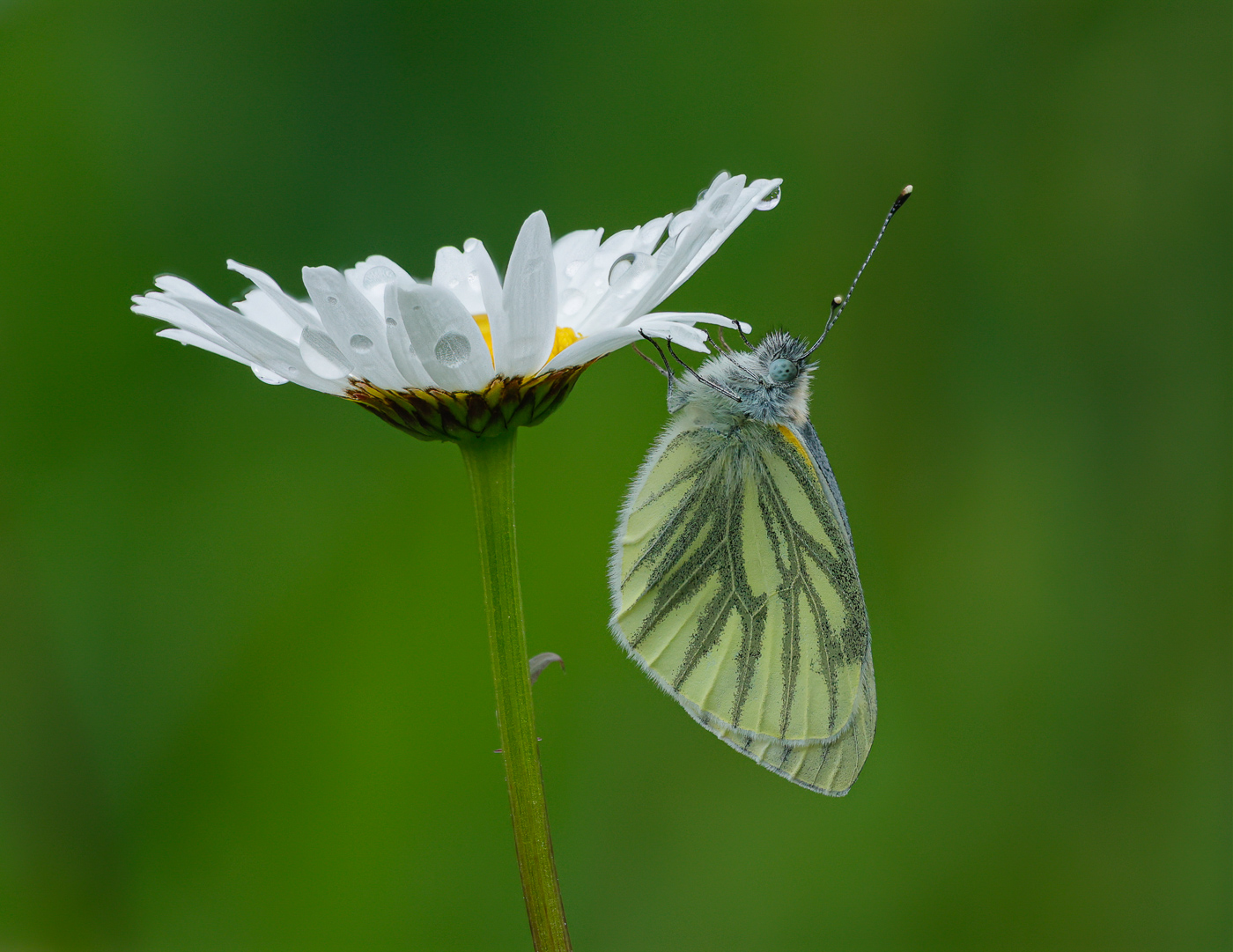 Cabbage Butterfly by Maria Mazo