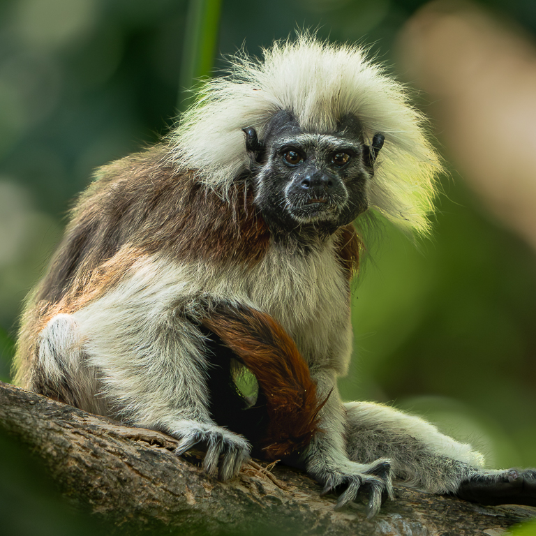 Cotton-top Tamarin by Adrian Binney