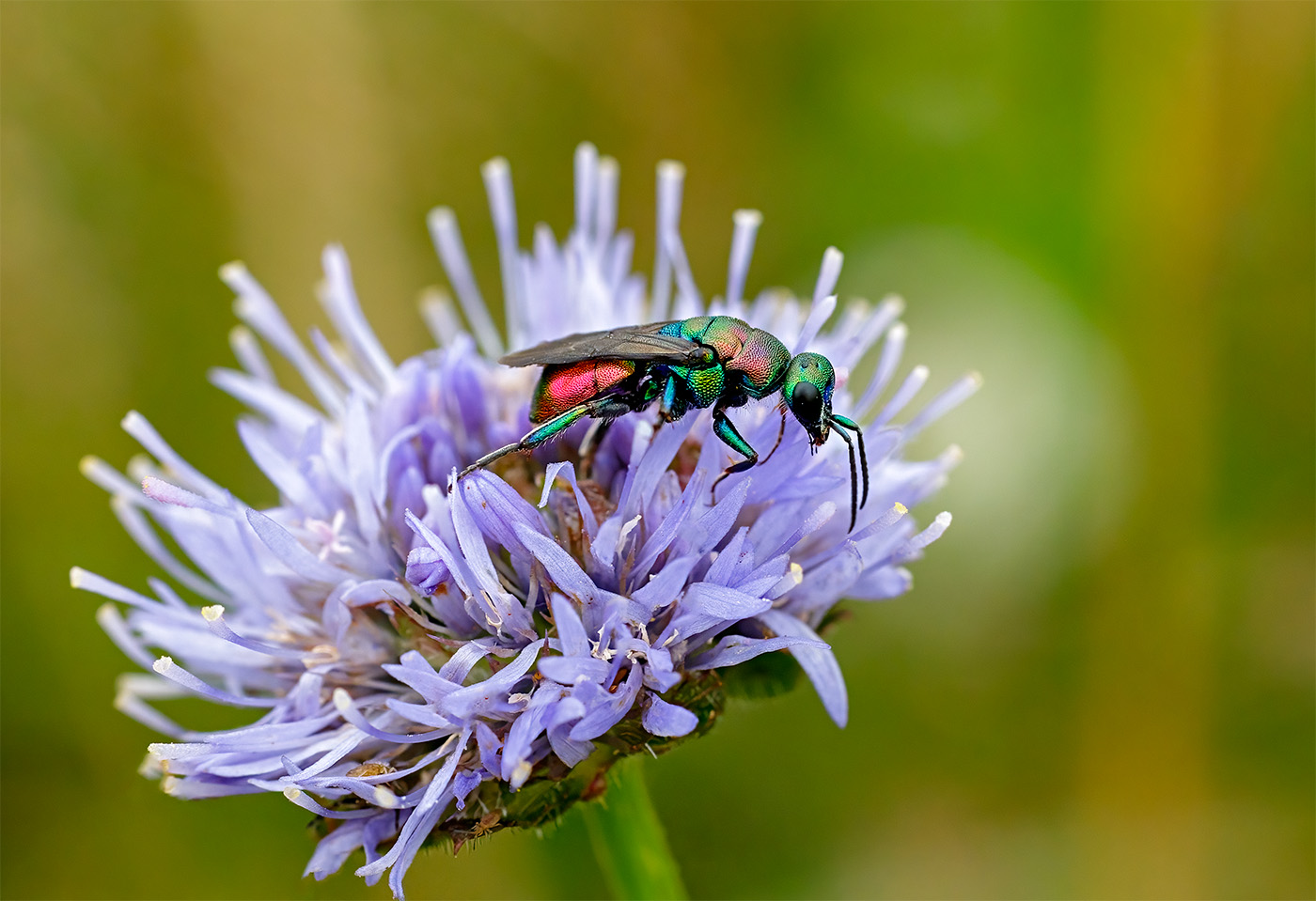 Cuckoo Wasp by Maria Mazo