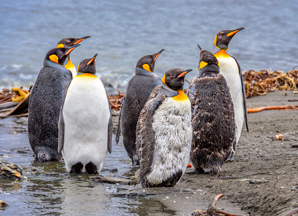 Molting King Penguins by Dr Isaac Vaisman