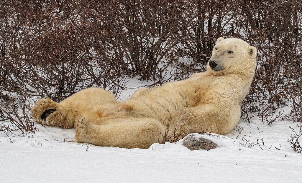 Dolce Far Niente by Dr Isaac Vaisman