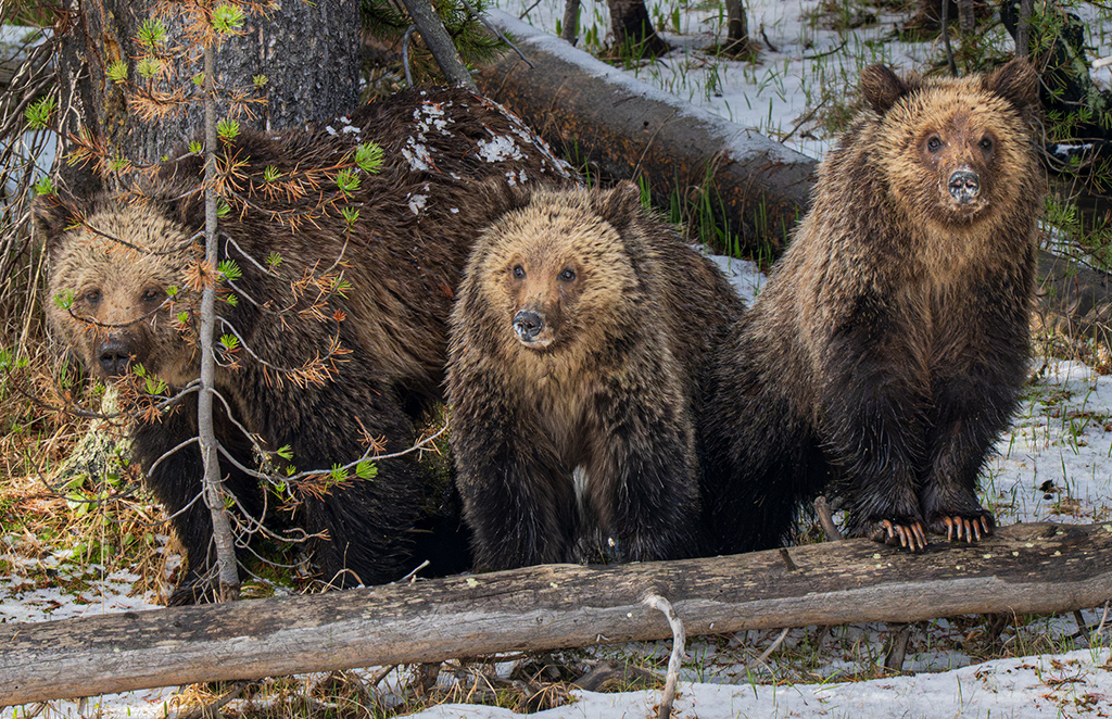 April 2026 - Dr Isaac Vaisman, APSA, PPSA