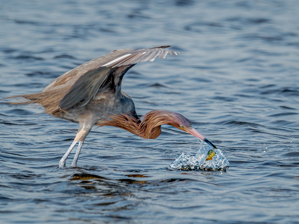 Reddish Egret at Black Point by Dr Isaac Vaisman
