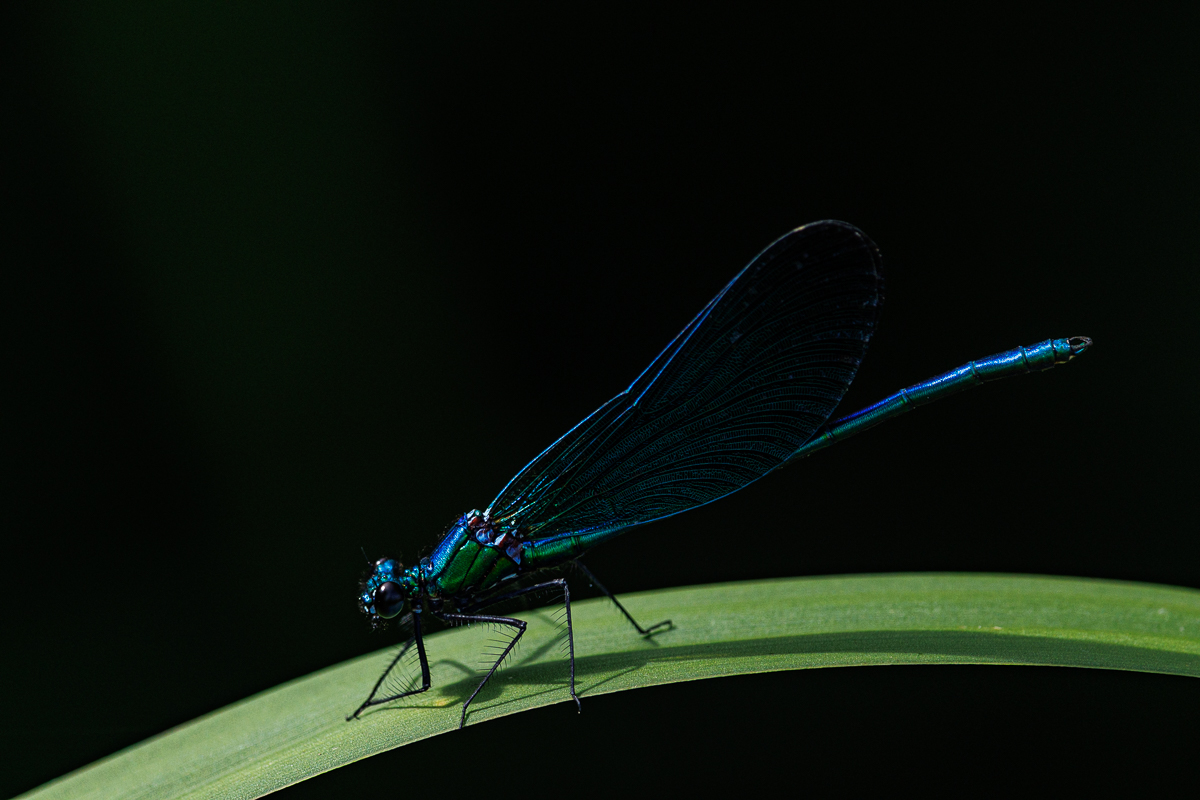 Dragonfly