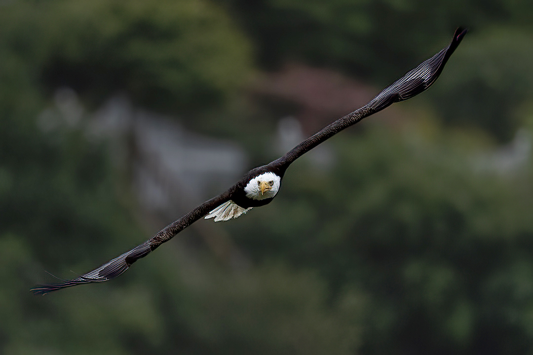 Eagle in Flight by Bruce Benson