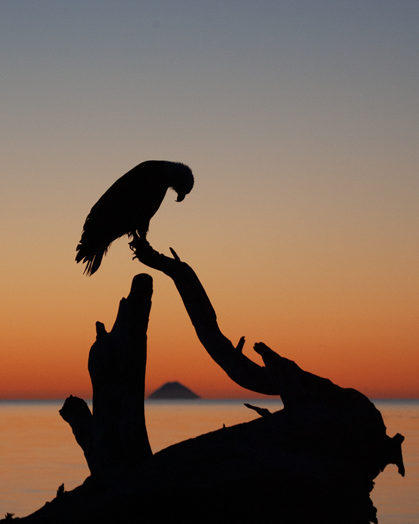 Eagle Silhouette by Bruce Benson