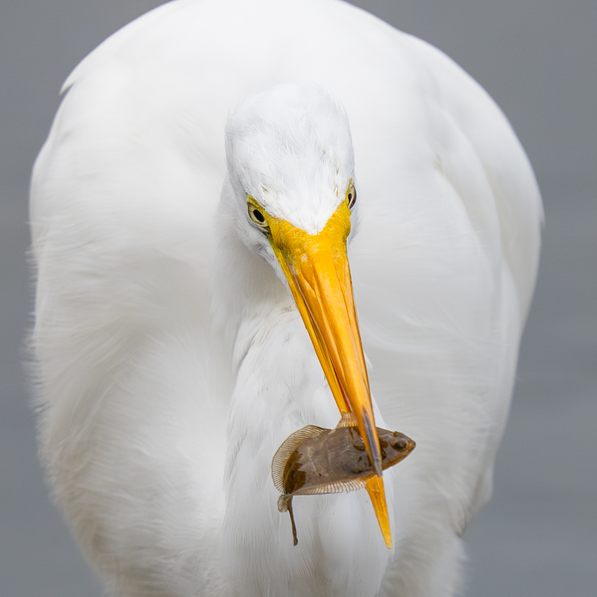 Egret by Richard Goldenberg