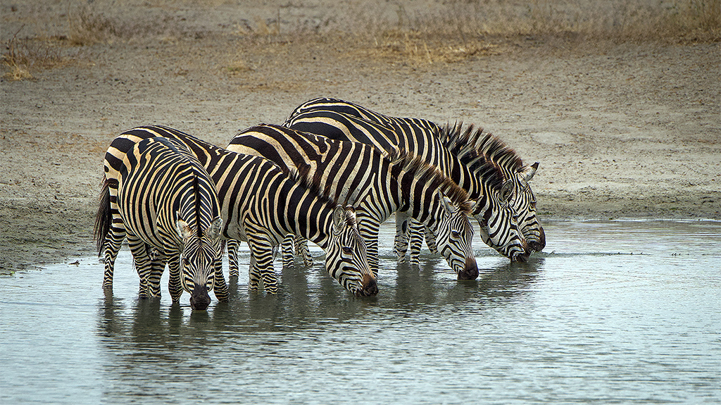 Thirsty Zebras
