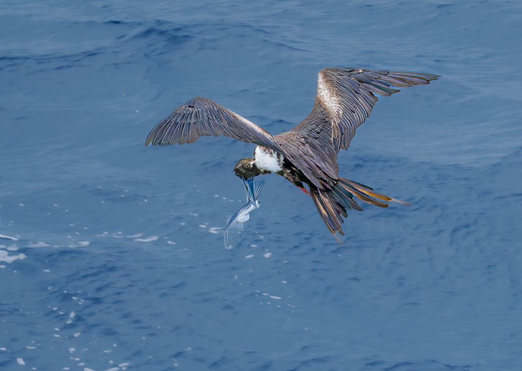 Frigate Bird and Flying Fish by Adrian Binney