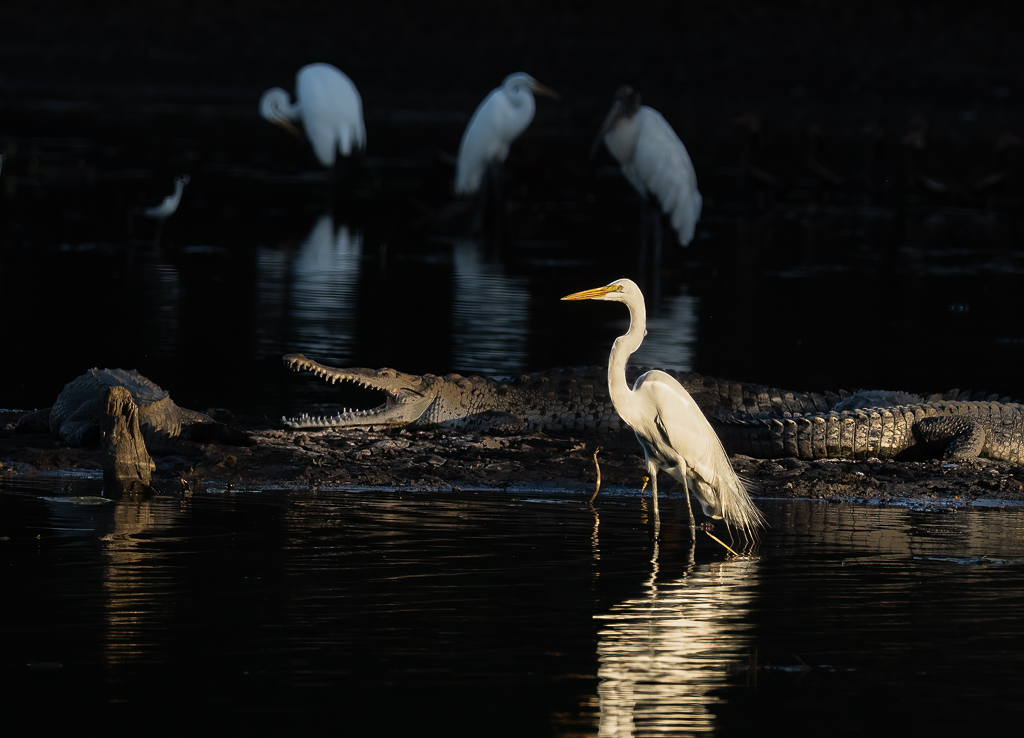 Great Egret and Crocodiles by Adrian Binney, PPSA, LRPS