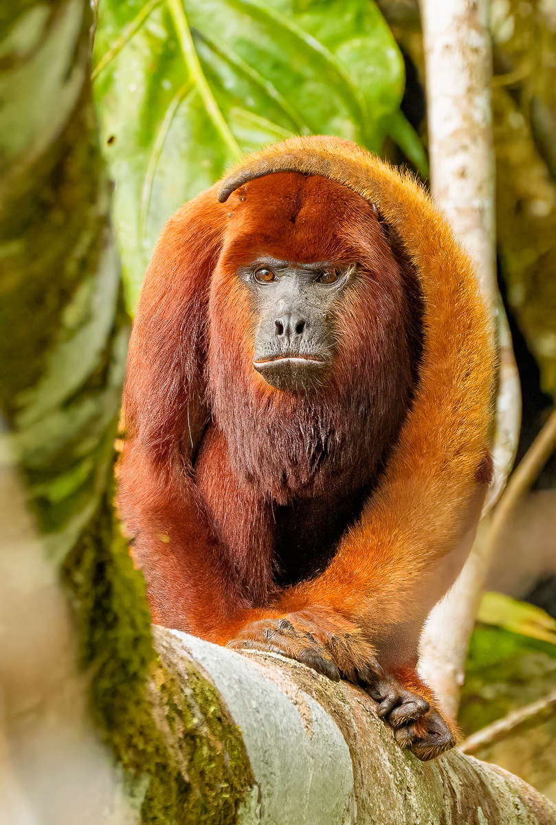 Grumpy Howler by Karen Kratz