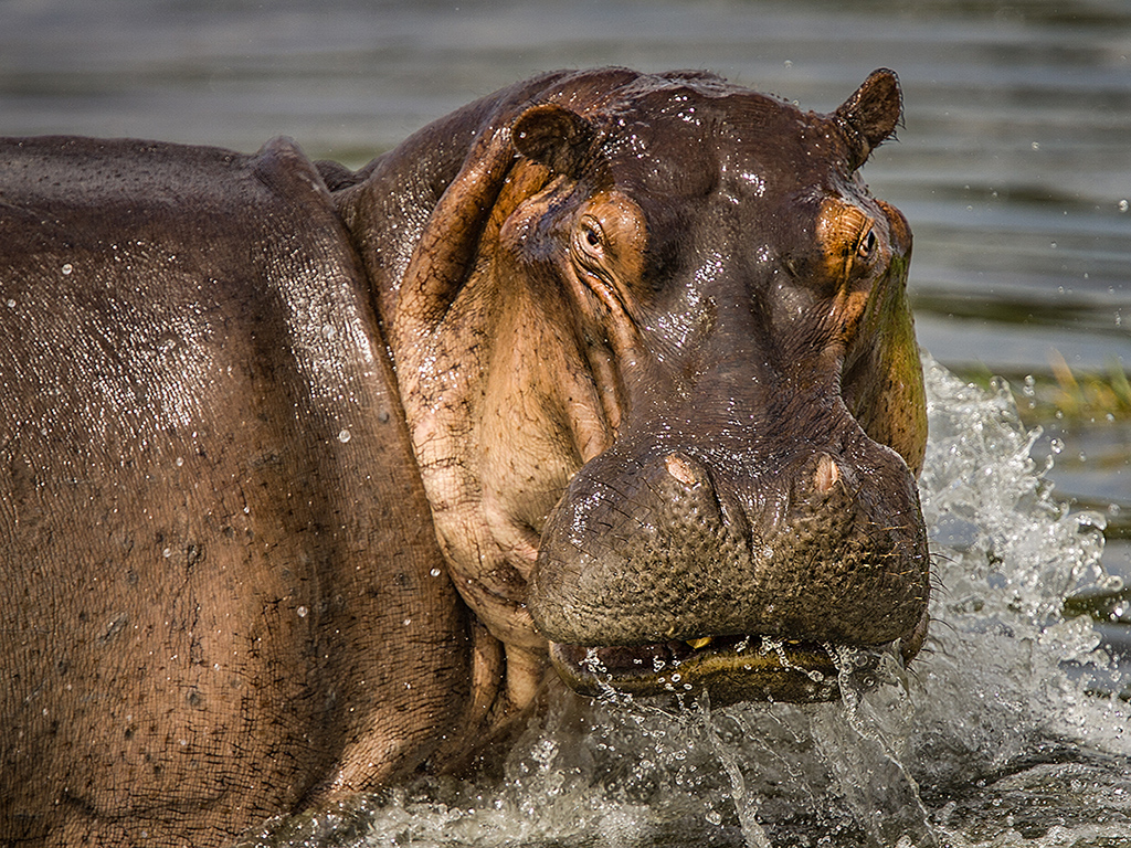 Hippopotamus by Bruce Benson