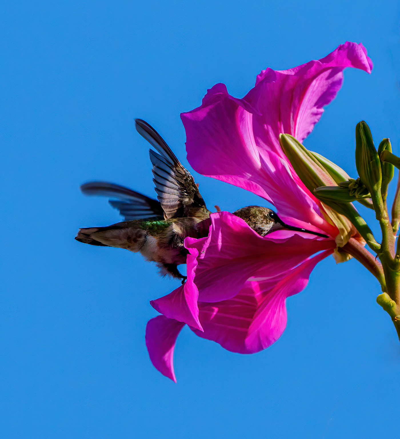 Hummingbird in January by Laura Kane