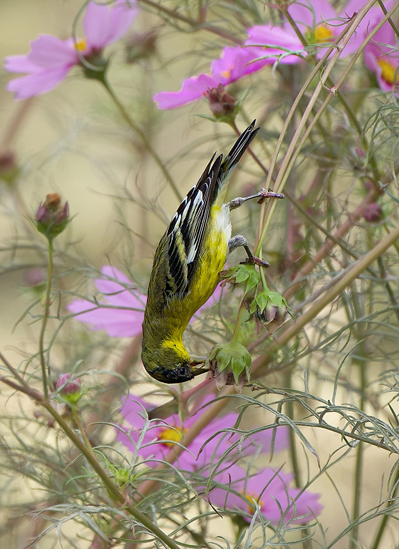 Hungry Lesser Goldfinch by Maria Small