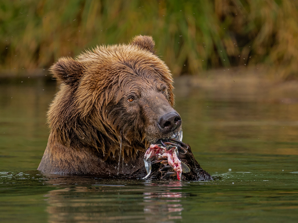 Salmon Feast by Dr Isaac Vaisman