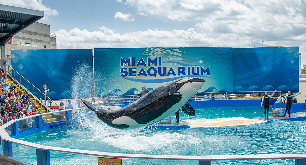 November 2025 - Dr Isaac Vaisman, APSA, PPSA