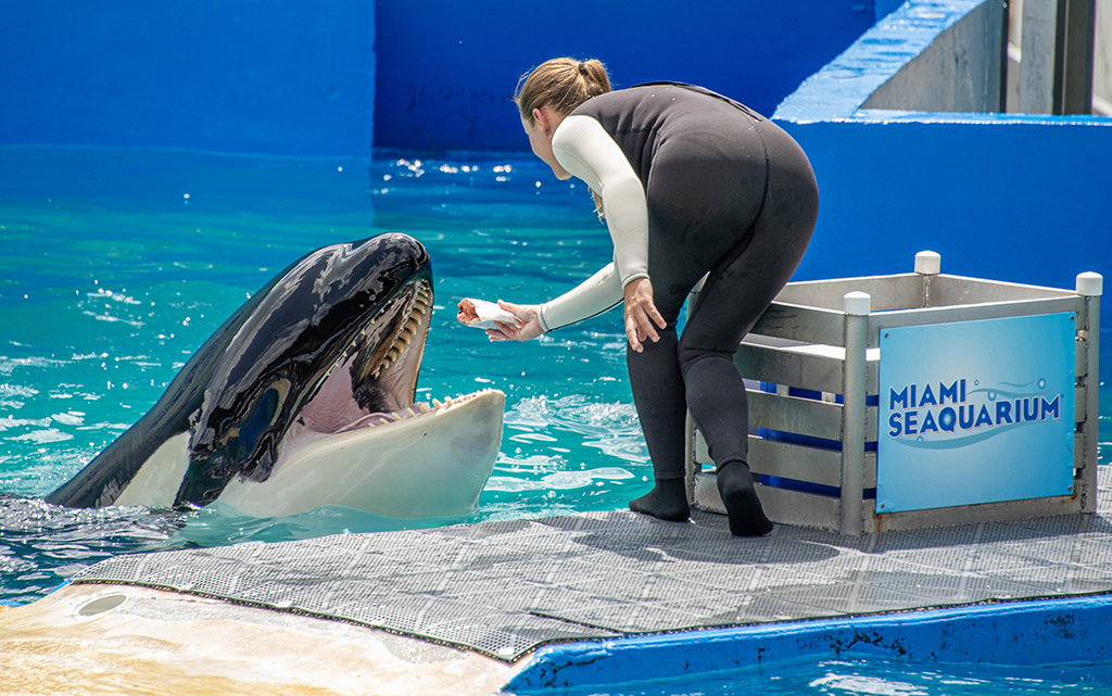 November 2025 - Dr Isaac Vaisman, APSA, PPSA