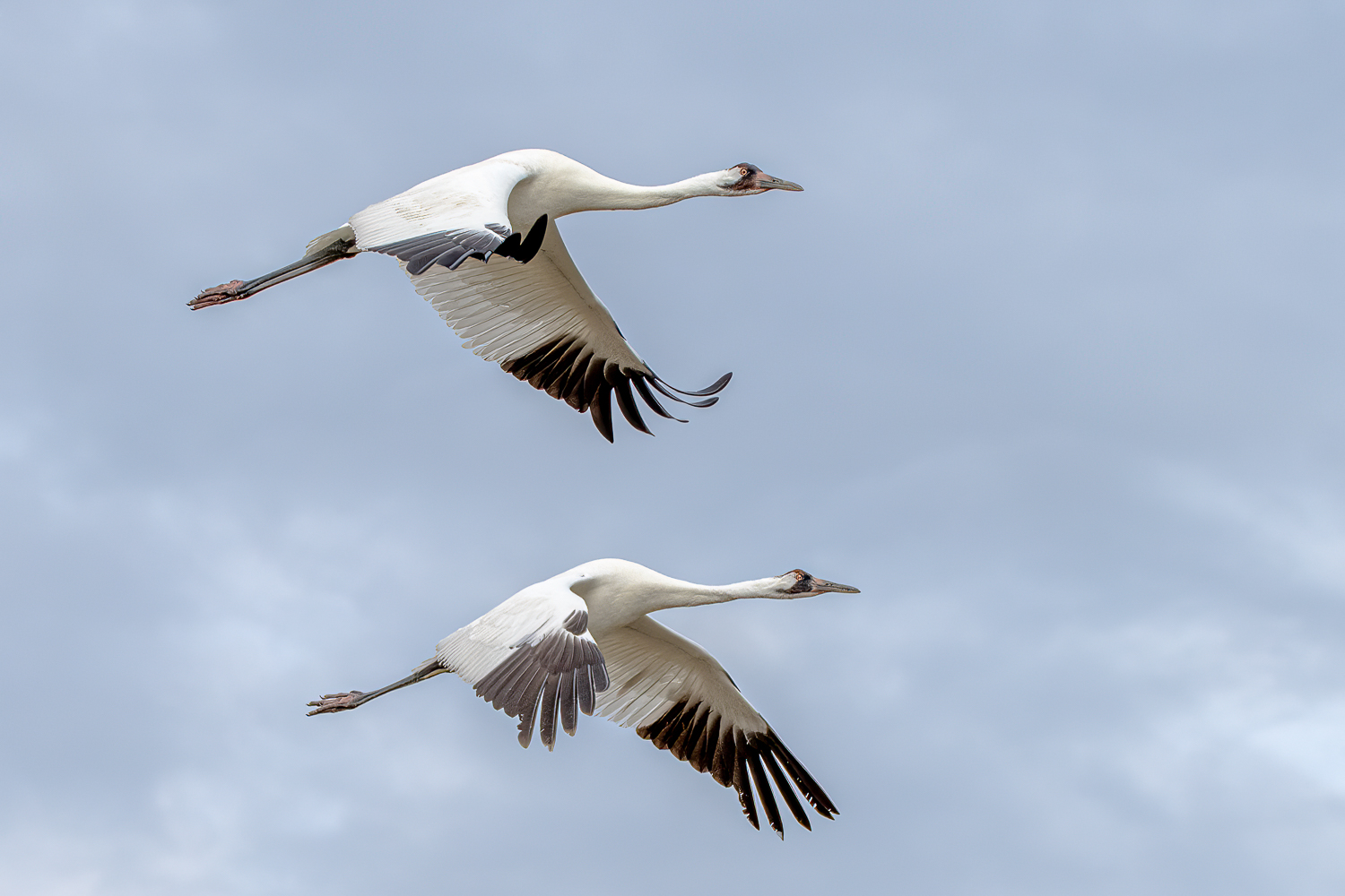 Whooping Cranes by Karen Kratz