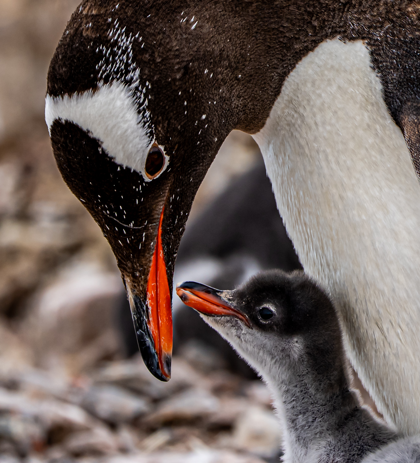 Gentoo Penguins by Karen Kratz