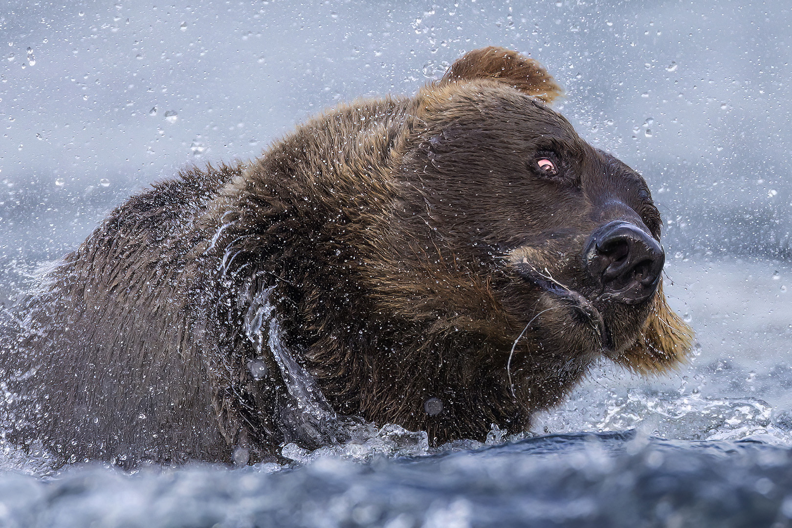 Katmai Brown Bear by Bruce Benson