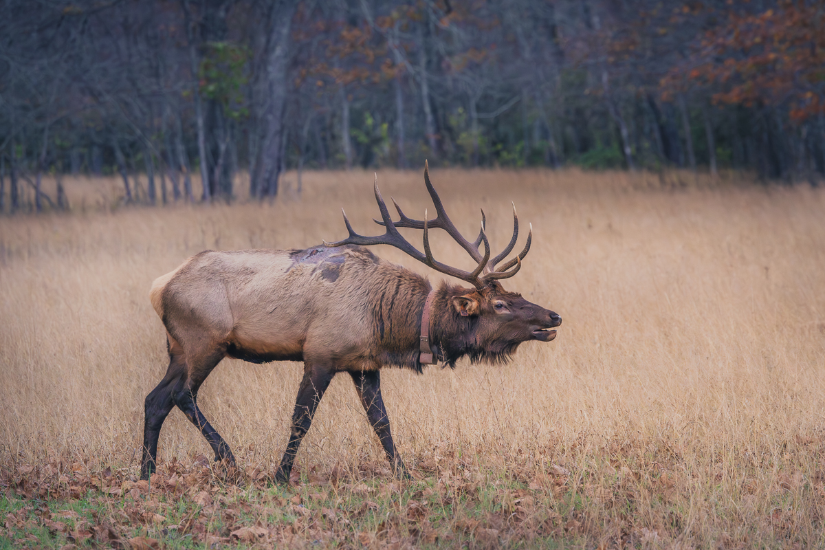 Majestic Stride by Barbara Gore