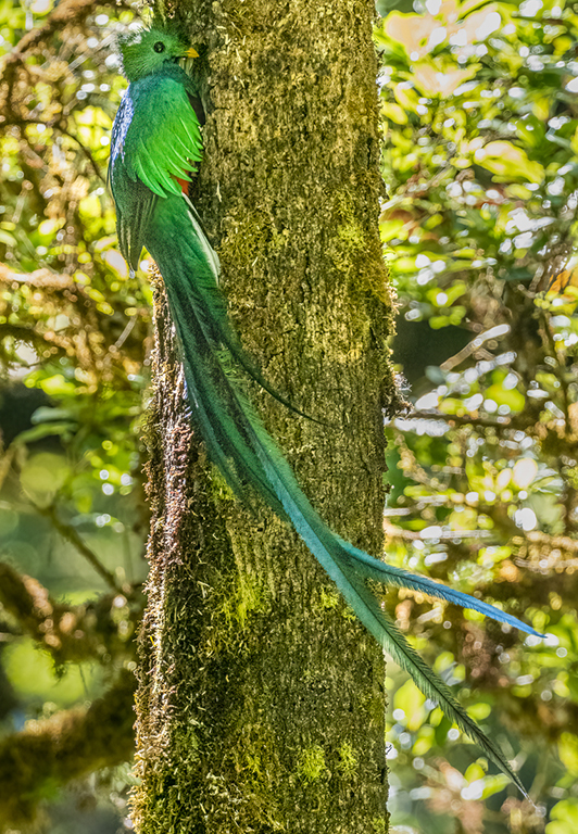 Male Resplendent Quetzal by Adrian Binney, PPSA, LRPS