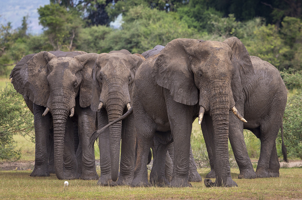 Murchinson Falls Elephants by Bruce Benson