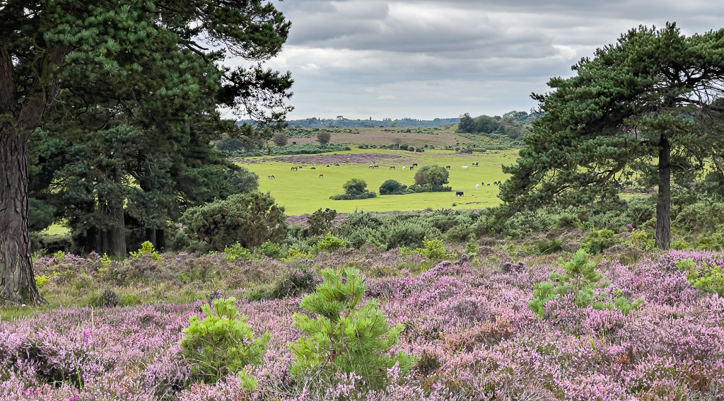 New Forest View by Adrian Binney, PPSA, LRPS