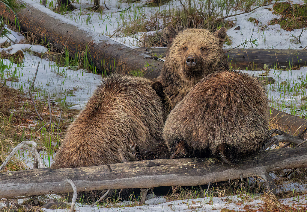 Nursing Grizzleys by Dr Isaac Vaisman