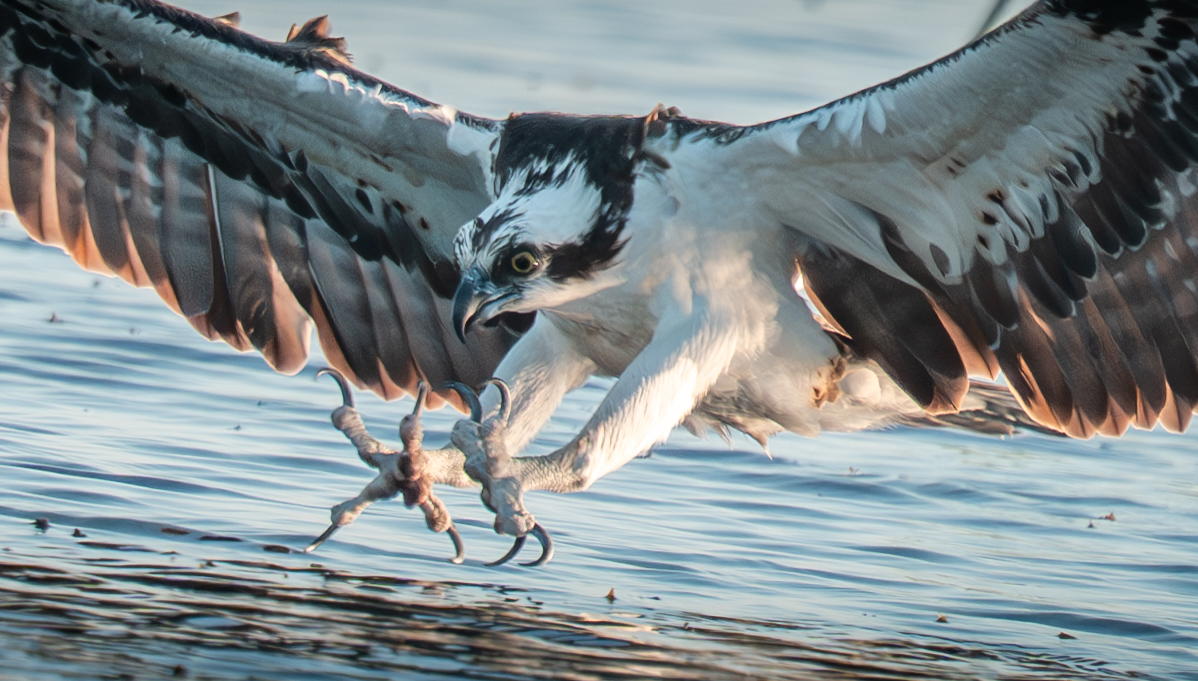 Osprey by Richard Goldenberg
